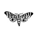 Vector moth, night butterfly drawing, hand drawing silhouette