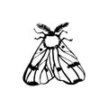 Vector moth, night butterfly drawing, hand drawing silhouette