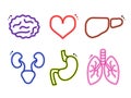 Vector multicolored human internal organs medicine icons