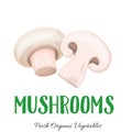 Vector mushrooms vegetable