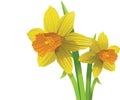 Vector narcissus. easter spring flowers