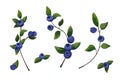 Vector natural element set: blueberry branch, forest fruit woth