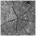 Vector natural illustration of engraving saw cut tree trunk. sketch of wood texture