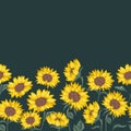 Vector Natural Yellow Sunflowers on Dark Green Border. Perfect for border, scrapbooking and web design projects.