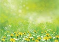 Vector nature background with chamomiles and dandelions Royalty Free Stock Photo