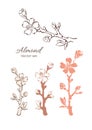 Vector nature set. Almond tree, branch, flower Royalty Free Stock Photo