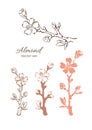 Vector nature set. Almond tree, branch, flower