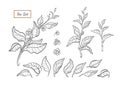Vector nature set. Art line design of tea tree, bush Royalty Free Stock Photo