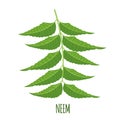 Vector Neem branch or nimtree in flat style isolated on white background