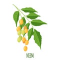 Vector Neem or nimtree in flat style isolated on white background