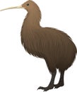 Vector North Island brown kiwi