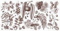 Vector nut trees and plants branches collection. Hand drawn pecan, macadamia, pine nuts, walnut, almond, pistachio, chestnut, Royalty Free Stock Photo