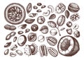 Vector nuts collection. Hand drawn pecan, macadamia, pine nuts, walnut, almond, pistachio, chestnut, peanut, brazil nut, hazelnut Royalty Free Stock Photo