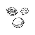 Vector nuts sketch drawing collection. Hand drawn walnut isolated on white background.