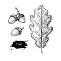 Vector oak leaf and acorn drawing set. Autumn elements. Royalty Free Stock Photo