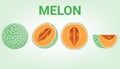 Vector object, set of fresh melon