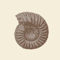 Vector Objects Of Ancient Petrified Ammonite Shells