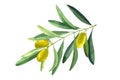 Vector olive branch. Green leavers and fruits. Watercolor botanical hand drawn illustration isolated on white background Royalty Free Stock Photo