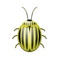 Vector ÃÂolorado beetle