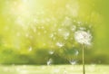 Vector  the one dandelion on spring, green background Royalty Free Stock Photo