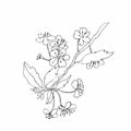 Vector one sakura. Black spring illustration flowers line art