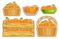 Vector Oranges Set