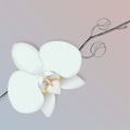 Vector orchid flower Royalty Free Stock Photo