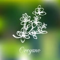 Vector oregano illustration on blur background. Hand drawn sketch of spice plant. Botanical drawing. Organic herb.
