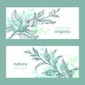 Vector organic template. Nature green tea. Herbal food