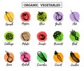 Vector organic vegetables cards set. Farm eco products tags collection. Hand sketched greens illustration