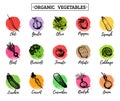 Vector organic vegetables cards set. Farm eco products tags collection. Hand sketched greens illustration