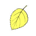 Vector outline birch leaf. Natural autumn clip art, design element in doodle style. Hand drawn simple illustration Royalty Free Stock Photo