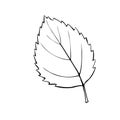Vector outline birch leaf. Natural autumn clip art in doodle style, coloring book. Hand drawn simple illustration Royalty Free Stock Photo