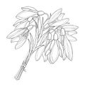 Vector outline bouquet of ornate Snowdrop or Galanthus flowers and leaf in black isolated on white background.