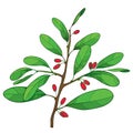 Vector outline branch of Cocaine plant or Erythroxylum coca with ornate green leaf and red fruit isolated on white background.