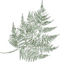 Vector outline brush drawing of abstract fern leaf