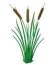 Vector outline Bulrush or reed or cattail or typha bunch with green leaves isolated on white background. Swamp grass plant. Royalty Free Stock Photo