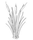 Vector outline Bulrush or reed or cattail or typha bunch with leaves in black isolated on white background. Swamp grass plant.