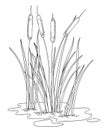 Vector outline Bulrush or reed or cattail or typha bush with leaves in black isolated on white background. Swamp grass plant. Royalty Free Stock Photo