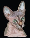 Colored Sphynx Cat