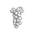 Vector outline Currant illustration, black icon isolated on white background, black and white.