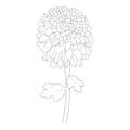 minimalist dahlia tattoo, realistic dhalia flower drawing, dahlia flower vector art, dahlia flwer line art, waterlily dhahlia