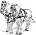 Vector outline drawing of pair white harnessed horses