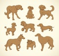 Vector outline drawing. Purebred dogs and mongrels Royalty Free Stock Photo