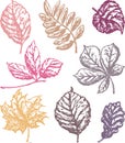 Vector outline drawings of set autumn leaves various deciduous trees