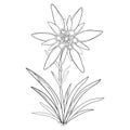 Vector outline Edelweiss or Leontopodium alpinum. Flower and leaves isolated on white background. Symbol of Alp Mountains. Royalty Free Stock Photo