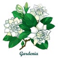 Vector outline Gardenia flower bouquet, bud and ornate green leaves isolated on white background. Branch with tropical flowers. Royalty Free Stock Photo