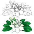 Vector outline Gardenia flower, bud and ornate leaves in black and pastel color isolated on white background.