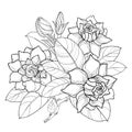 Vector outline Gardenia flower bunch, bud and ornate leaves in black isolated on white background. Bouquet with tropical flowers. Royalty Free Stock Photo