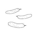 Vector outline illustration of a group fresh cucumbers isolated on a white background